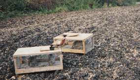 pheasant being released into the wild.